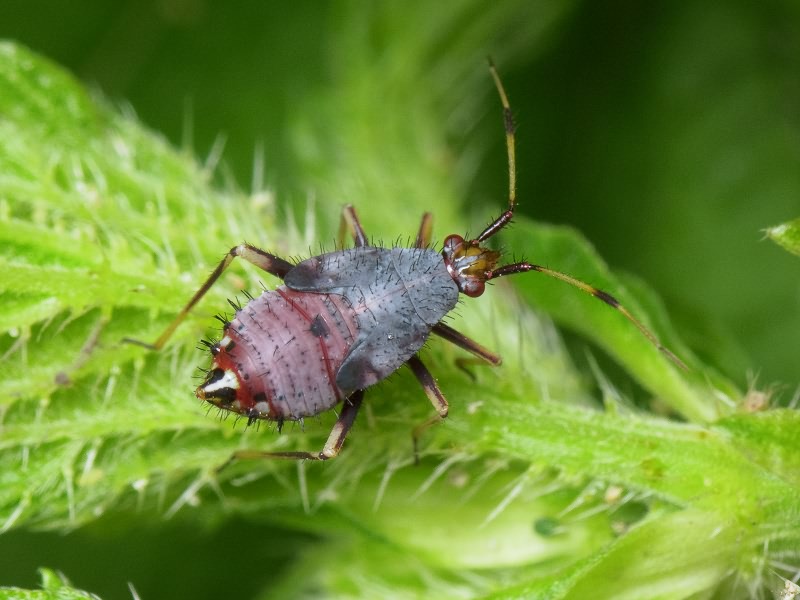 Deraeocoris ruber (Linnaeus, 1758)